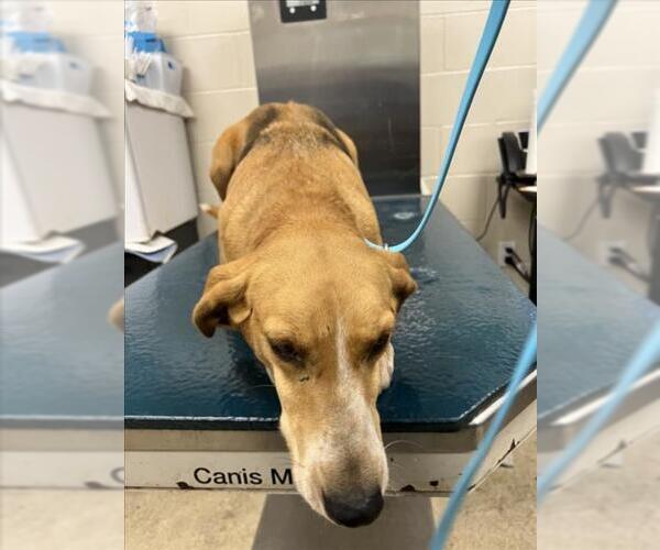 Medium Photo #1 American Foxhound Puppy For Sale in Mobile, AL, USA