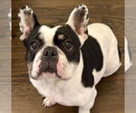 Small #3 French Bulldog