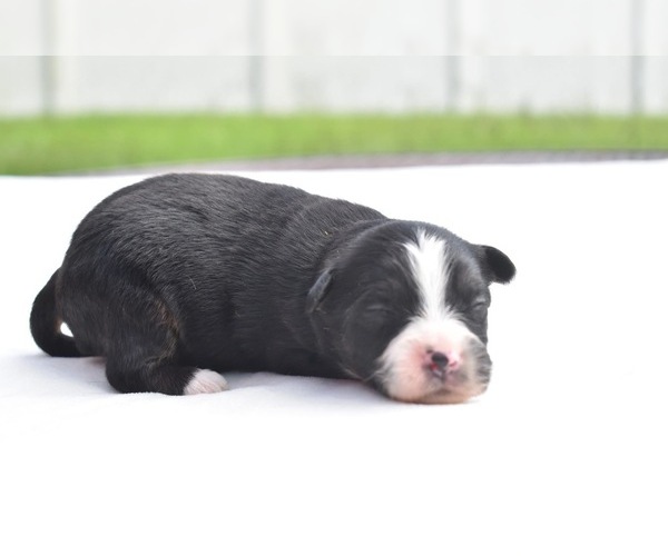 Medium Photo #1 Miniature Australian Shepherd Puppy For Sale in PALM COAST, FL, USA