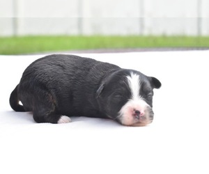 Miniature Australian Shepherd Puppy for sale in PALM COAST, FL, USA