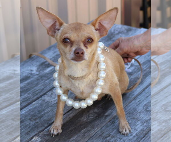 Medium Photo #1 Chihuahua-Unknown Mix Puppy For Sale in Bandera, TX, USA