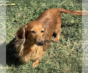 Annabelle - Female Dachshund Dog for Adoption - Photo #2