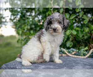 Poodle (Miniature) Litter for sale in WOLCOTTVILLE, IN, USA