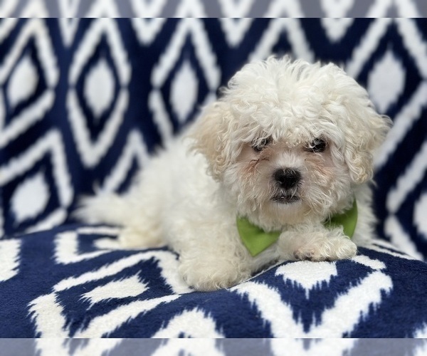 Medium Photo #6 Zuchon Puppy For Sale in LAKELAND, FL, USA