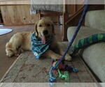 Small #2 Golden Retriever