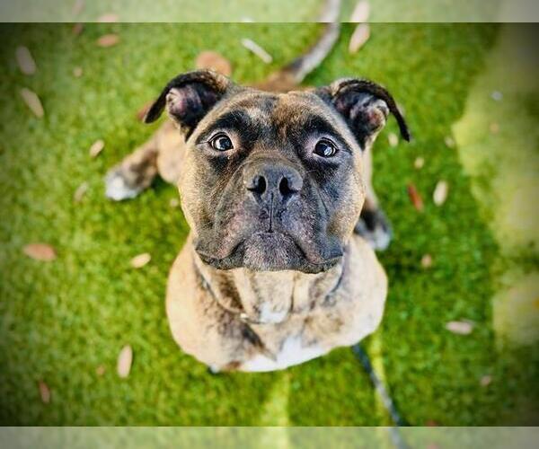 Medium Photo #1 American Bulldog Puppy For Sale in Orlando, FL, USA