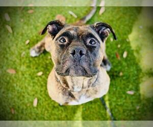 American Bulldog Dogs for adoption in Orlando, FL, USA