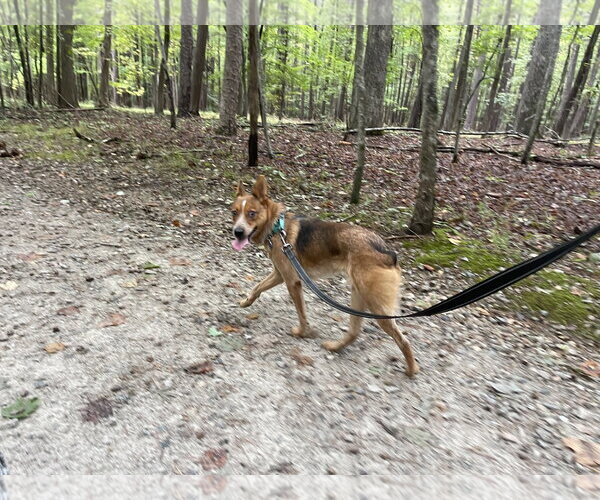 Medium Photo #5 Mutt Puppy For Sale in Garden City, NY, USA