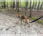 Small Photo #5 Mutt Puppy For Sale in Garden City, NY, USA