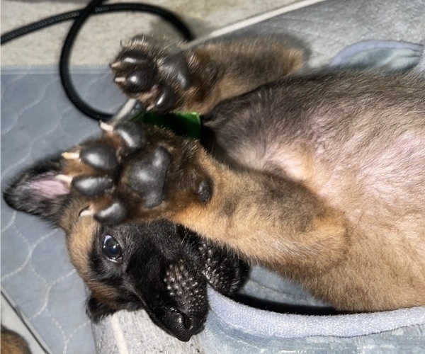 Medium Photo #9 Belgian Malinois Puppy For Sale in REESEVILLE, WI, USA