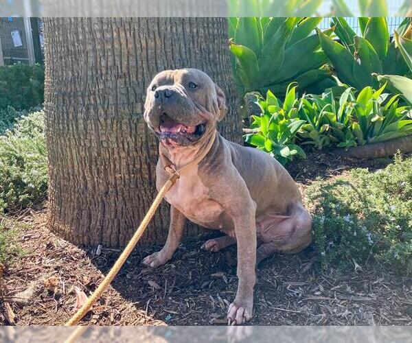 Medium Photo #2 American Pit Bull Terrier Puppy For Sale in Orange, CA, USA