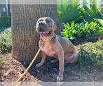 Small #1 American Pit Bull Terrier