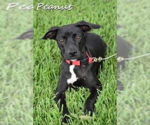 Mutt Dogs for adoption in Unionville, PA, USA