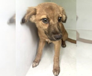Mutt Dogs for adoption in Houston, TX, USA