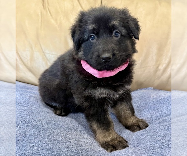 Medium Photo #11 German Shepherd Dog Puppy For Sale in BRIGHTON, CO, USA
