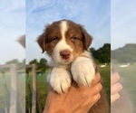 Puppy Canyon Australian Shepherd