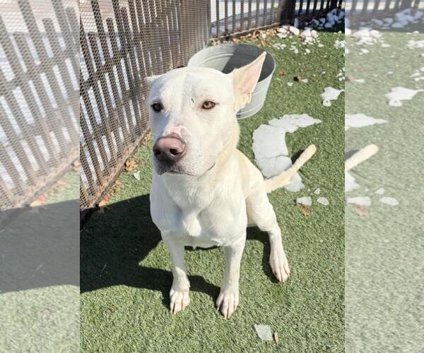 Medium Photo #5 Mutt Puppy For Sale in Rockwall, TX, USA