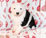 Small #7 Sheepadoodle