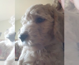 Goldendoodle (Miniature) Puppy for sale in GREELEY, CO, USA