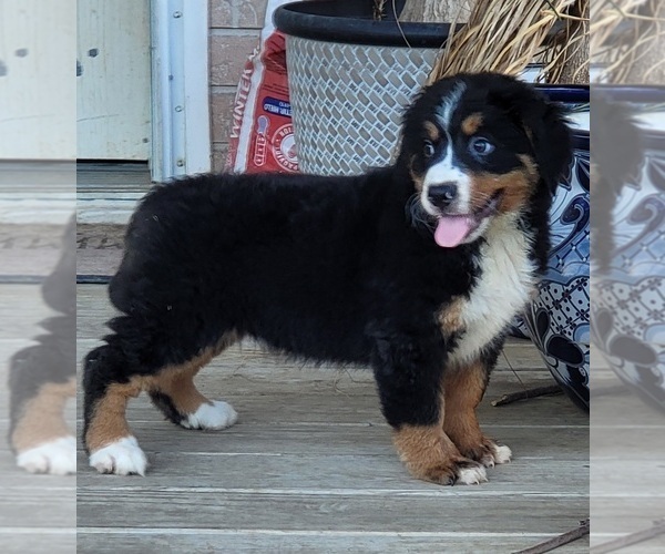 Medium Photo #1 Bernese Mountain Dog Puppy For Sale in AGUANGA, CA, USA