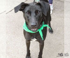 Parker - Female Labrador Retriever-Unknown Mix Dog for Adoption - Photo #11