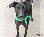 Small Photo #11 Labrador Retriever-Unknown Mix Puppy For Sale in Washington, DC, USA