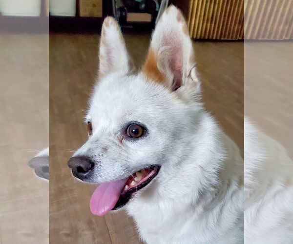 Medium Photo #7 Colonial Cocker Spaniel-Unknown Mix Puppy For Sale in Corona, CA, USA