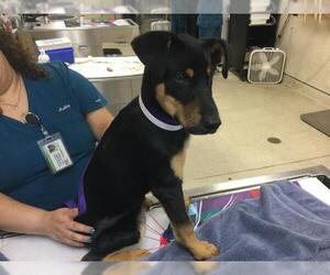 Doberman Pinscher Dogs for adoption in Riverside, CA, USA