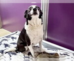 BLITZ - Female Mutt Dog for Adoption - Small photo
