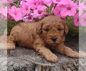 Medium Goldendoodle-Poodle (Miniature) Mix