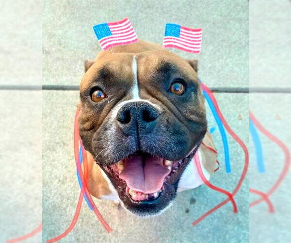 Medium Photo #2 Bulldog-Unknown Mix Puppy For Sale in Sacramento, CA, USA