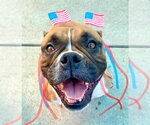 Small #1 Bulldog Mix