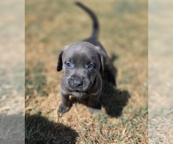 Medium Photo #2 Labrador Retriever-Unknown Mix Puppy For Sale in McKinney, TX, USA