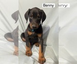 Small #1 Doberman Pinscher