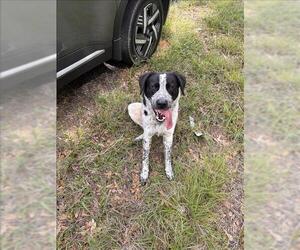 Lab-Pointer Dogs for adoption in Conroe, TX, USA