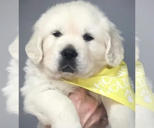 Golden Retriever Puppy for sale in SANTA ANA, CA, USA