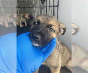German Shepherd Dog Dogs for adoption in Stockton, CA, USA