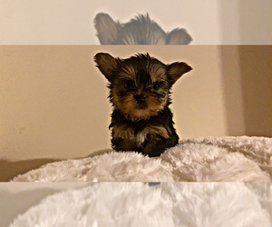 Yorkshire Terrier Puppy for sale in LOCUST GROVE, GA, USA