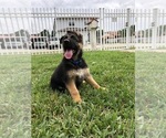 Small Photo #4 German Shepherd Dog Puppy For Sale in HIALEAH, FL, USA