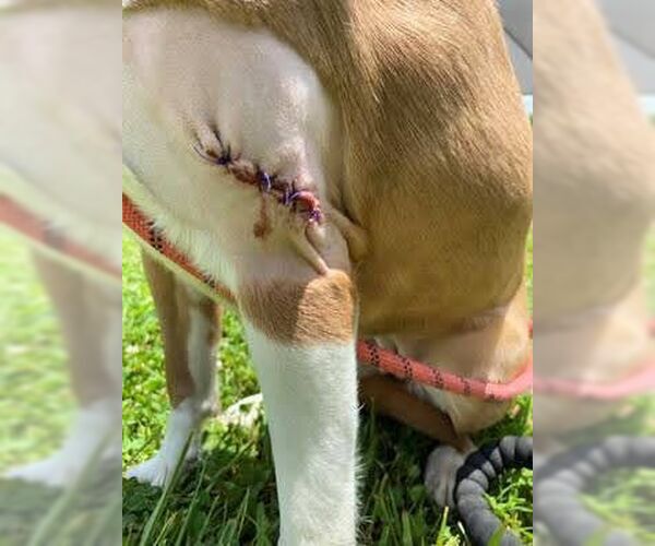 Medium Photo #10 Mutt Puppy For Sale in columbia, SC, USA