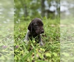 Small #33 German Shorthaired Pointer