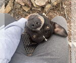 Small #10 American Bulldog Mix