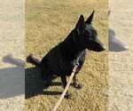 Small Photo #2 German Shepherd Dog Puppy For Sale in EL CENTRO, CA, USA
