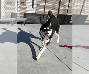 Siberian Husky-Unknown Mix Dogs for adoption in Elk Grove, CA, USA