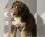 Puppy Resse Australian Shepherd