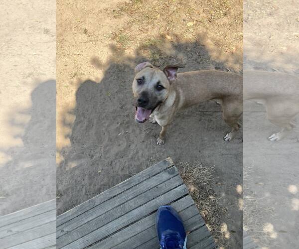 Medium Photo #3 Labrador Retriever-Mountain Cur Mix Puppy For Sale in Orangeburg, SC, USA