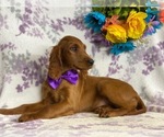 Small Photo #3 Irish Setter Puppy For Sale in LANCASTER, PA, USA