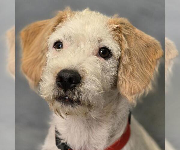 Medium Photo #2 Maltipoo Puppy For Sale in San Diego, CA, USA