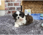 Abel - Male Shih Tzu Puppy for Sale - Photo #7