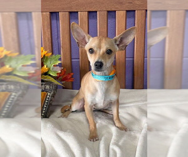 Medium Photo #1 Chihuahua-Unknown Mix Puppy For Sale in Genesee, WI, USA